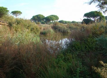 Botanico5